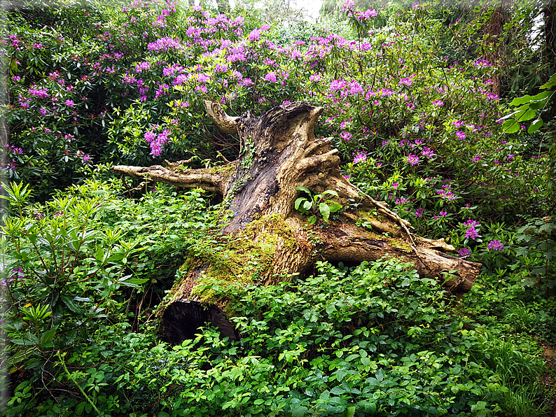 foto Parco di Killarney